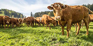 Rinder auf der Weide